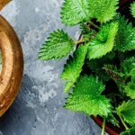 Τσουκνίδα - Ένα φυτό υψηλής θρεπτικής αξίας